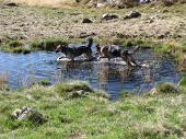 Salita dalle Baite di Mezzeno ai Tre Pizzi, al Laghetto di Pietra Quadra e al Monte Pietra Quadra domenica 12 settembre 2010 - FOTOGALLERY